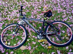 all carbon beaut | Togoparts Rides