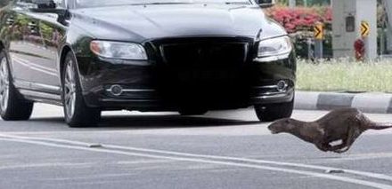 Motorists and Cyclists Advised to Look Out for Stray Otters